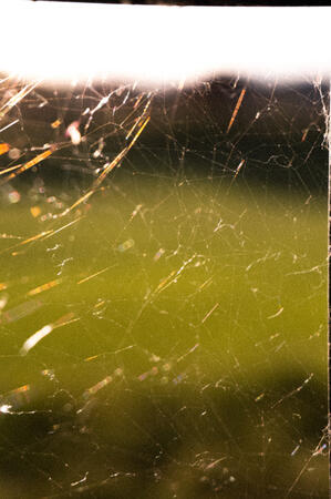 Spider Web Spider Web